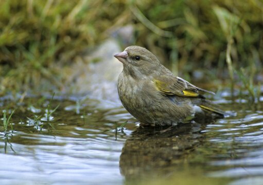 Carduelis chloris, chloris chloris, greenfinch, greenfinch, greenfinch, birds, female, passeri, songbirds, birds, female
