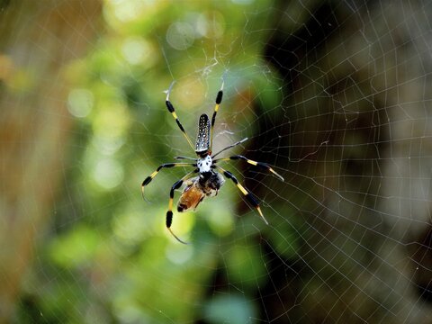 A spider, Golden silk spider (Nephila clavipes), sits in its web in a natural environment, light reflections in the background. Riviera Beach, Florida, USA