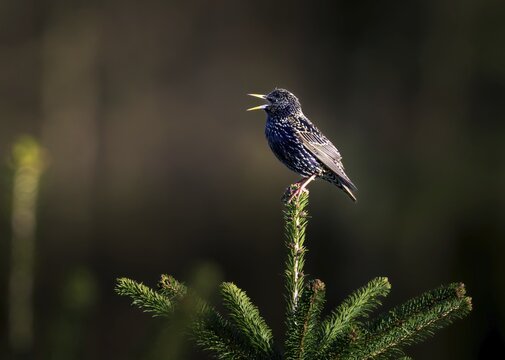 Starling (Sturnus vulgaris), sitting on the top of a fir tree, Zurich, Switzerland