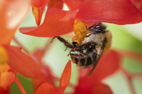 Close-up of a bumblebee (Bombus) collecting nectar from a &lsquo;Comte de Lesseps' begonia (Begoniaceae) in the Tropical Corridor, a hot and humid greenhouse that simulates a tropical habitat, Chelsea Physic Garden, a historic botanical garden and the oldest botanical garden in London, founded in 1673 by the Worshipful Society of Apothecaries, Chelsea, England, United Kingdom
