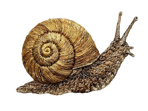 Garden snail with spiral shell and extended body moving slowly
