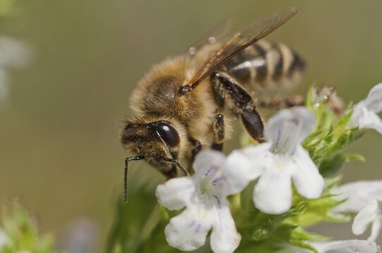 Apidae, apis mellifera, bees, European honey bee, European honeybee, hymenoptera, western honey bee, honey bee, honey bee, honeybee, insects, wild bees