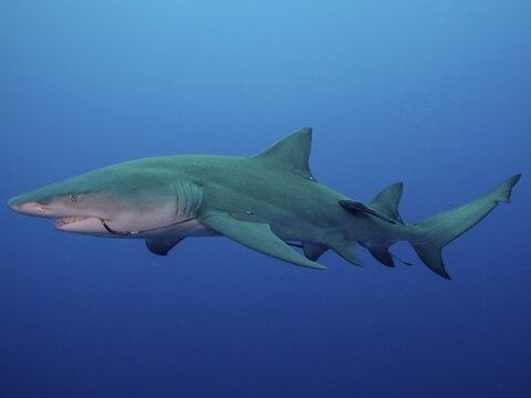 Side view of a lemon shark (Negaprion brevirostris) with a fishhook in its mouth, gliding through the deep blue water, dive site Lemon Drop, Jupiter, Florida, USA