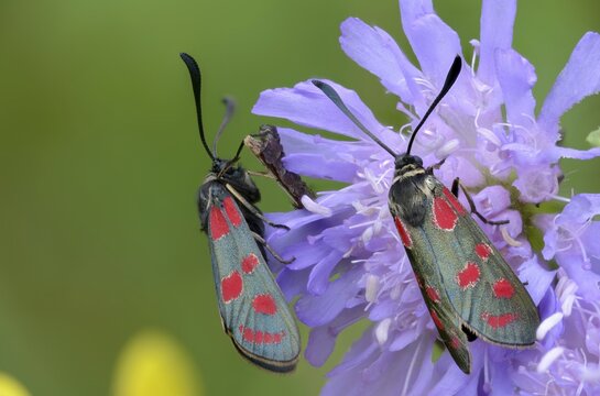 Carniolane burnet, eastern burnet moth, esparset ram, Carniola ram, zygaena carniolica, blood droplets, burnet, butterfly, insects, moths, moths, moths, moths, moths, moths