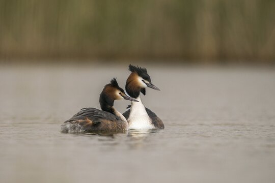 Granelli, Great Crested Grebe, Italy, Pantano Cuba Lagoon, Pantani Cuba and Longarini, Podiceps Cristatus, Migratory Bird Sanctuary, Pantani Cuba & Longarini Migratory Bird Sanctuary, Birds, Grebe, Italy, Grebe, Podicipedidae, Sicily, Foundation for Biodiversity, Divers, Birds, Waterbirds, Waterbirds
