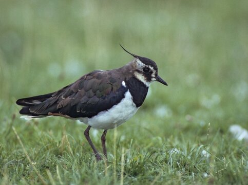 Lapwing, vanellus vanellus, birds, charadriiformes, limikolen, plovers, birds, waders, waders