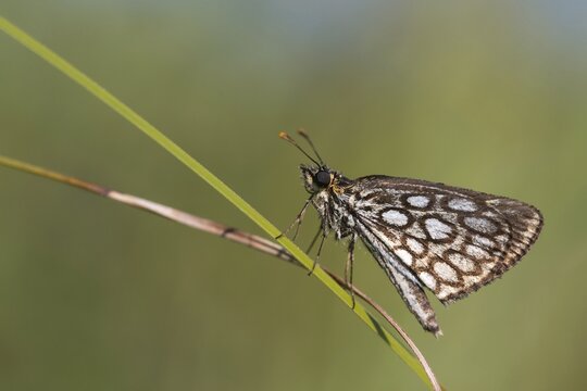 Hesperiidae, heteropterus morpheus, large chequered skipper, mirrorspot thighead, butterfly, thighead, insects, butterfly, butterflies
