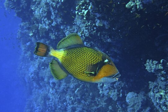 Titan triggerfish (Balistoides Viridescens), Daedalus Reef dive site, Egypt, Red Sea