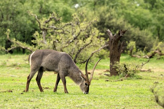 Elliptical waterbuck (Kobus ellipsiprymnus), adult, male, standing, feeding, Kruger National Park, South Africa