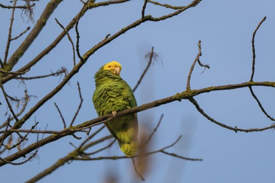 Yellow-headed Amazon (Amazona oratrix belizensis) on a branch, blue sky, Rosensteinpark, Stuttgart, Baden-W&uuml;rttemberg, Germany