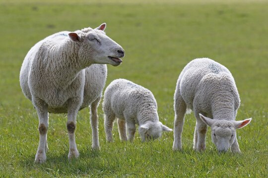 Bleating domestic sheep (Ovis gmelini aries) with lambs, animal children, Schleswig-Holstein, Germany