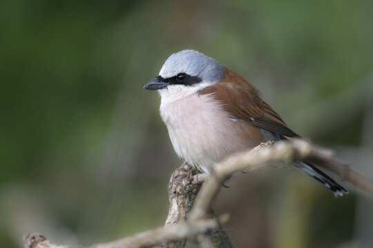 Lanius Collurio, red-backed shrike, redback shrike, birds, male, passeri, songbirds, songbirds, birds, shrikes