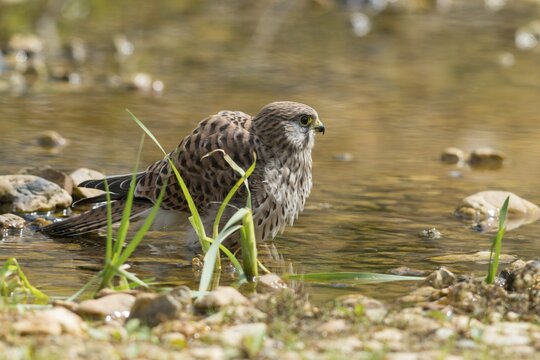 Falco Tinnunculus, Kestrel, Kestrel, Bath, Bird Bath, Birds, Falcon, Falconiformes, Falcons, Birds of Prey, Hawk, Raptors, Drinking, Birdbath, Birds, Watering Place