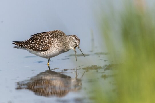Bruchwasserstr&auml;der, Tringa Glareola, Wood Sandpiper, Birds, Charadriiformes, Weille, Limikolen, Mirror, Snipe Birds, Scolopacidae, Mirror Image, Birds, Waders