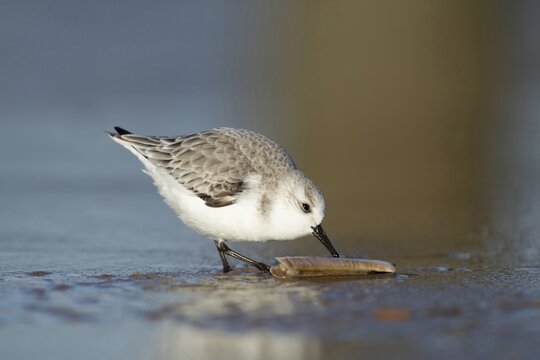 Sanderling (Calidris alba) adult wading bird in winter plumage feeding on a razorshell on a beach, Norfolk, England, United Kingdom