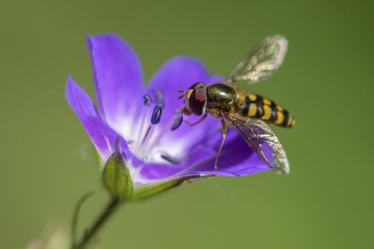 Wood cranesbill (Geranium sylvaticum) with a hoverfly, Heiligenblut, Carinthia, Austria
