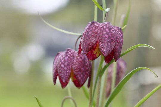 Snake's Head Fritillary (Fritillaria meleagris), flowers in a meadow, inflorescence, early bloomer, spring, Wilnsdorf, North Rhine-Westphalia, Germany