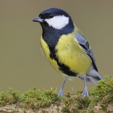 Great Tit (Parus major), perched on a branch covered in moss and lichen, wildlife, animals, birds, tits, Wilnsdorf, North Rhine-Westphalia, Germany