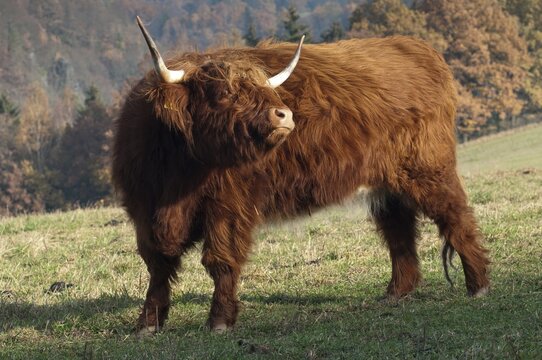 Artiodactyla, bos primigenius f. taurus, even-toed ungulate, highland cattle, kyloe, cloven-hoofed, Scottish highland cattle, domesticated animals, extensive grazing, pet, highland cattle, mammals, cattle, mammals, wild pastures