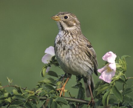 Corn Bunting, Emberiza Calandra, Grizzly Bunting, Miliaria Calandra, Birds, Male, Passeri, Songbirds, Birds