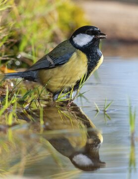 Great tit, great tit, parus major, bath, bird bath, birds, high size, portrait format, tits, passeri, songbirds, tits, drinking water, birdbath, birds, watering place