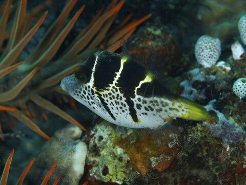 A small tropical fish with striking markings, the mimic filefish (Paraluteres prionurus), in a reef at the Spice Reef dive site, Penyapangan, Bali, Indonesia