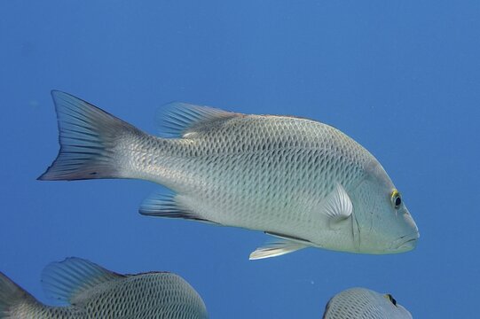 Mangrove red snapper (Lutjanus argentimaculatus), dive site House Reef, Mangrove Bay, El Quesir, Red Sea, Egypt