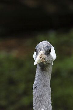 European crane (Grus grus), animal portrait, Lower Saxony, Germany