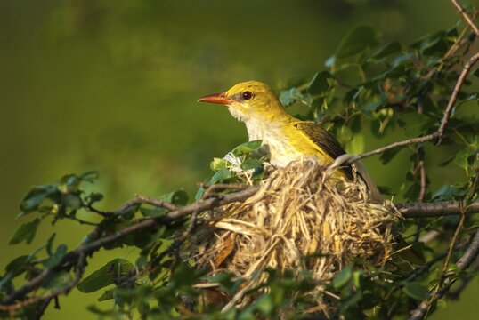 Golden oriole, oriolus oriolus, birds, Bulgaria, female, passeri, songbirds, songbirds, birds, female