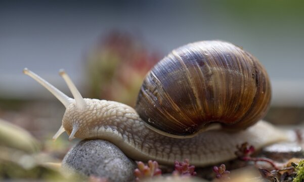 Three burgundy snails (Helix pomatia) crawling, rock garden, Stuttgart, Baden-W&uuml;rttemberg, Germany