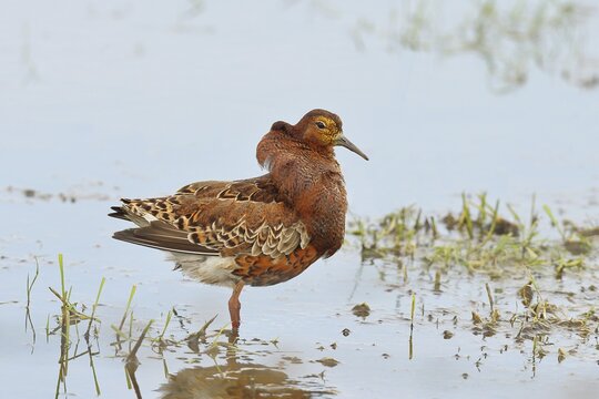 Ruff (Philomachus pugnax), adult male in splendid plumage with erect ruff, courtship display, standing in shallow water in the moor, imposing behaviour, snipe birds, wildlife, Ochsenmoor, Naturpark D&uuml;mmer See, H&uuml;de, Lower Saxony, Germany