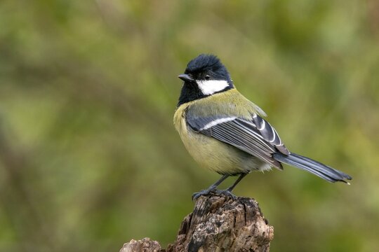 Great tit, great tit, parus major, birds, tits, passeri, songbirds, songbirds, tits, birds