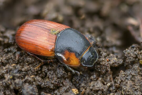 Aphodius scrutator, Coprimorphus scrutator, dung beetle, searching dung beetle, coleoptera, dung, insects, droppings, beetles, dung
