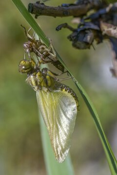 Broad-bodied chaser, libellula depressa, flatbelly, anisoptera, dragonflies, high size, portrait format, insects, larva, larva, dragonflies, odonata, hatching, hatching
