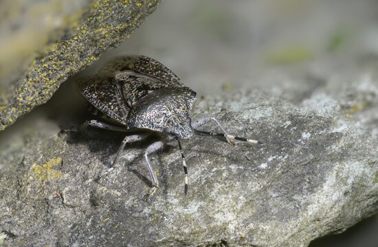 Field bug, gray garden bug, raphigaster nebulosa, bug, tree bug, insects, mottled shield bug