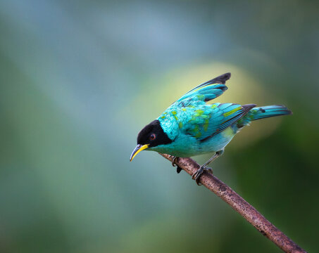 ave, naturaleza, animal, fauna, verde, variopinto, azul, pico, &aacute;rbol, color, rojo, tropical, emplumar, amarilla, comer, hermoso, ex&oacute;ticas, selva, bosque, colorido, llamativo, sudam&eacute;rica, pantanal, ama