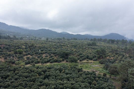Aerial view of avocado farms nestled in the rolling hills under a cloudy sky in Zirahuen, Michoacan, Mexico.
