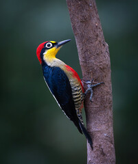 Obraz premium pájaro carpintero arco iris.