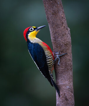 p&aacute;jaro carpintero arco iris.
