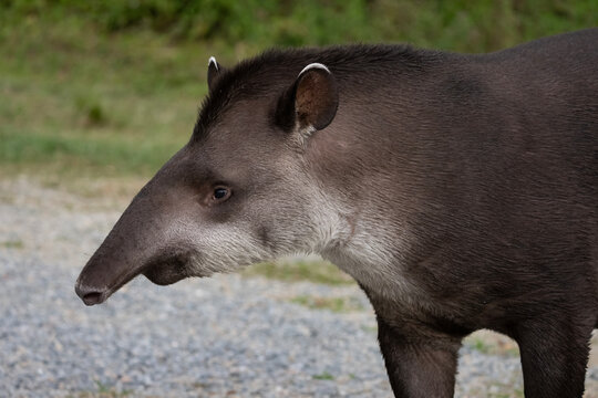 Proboscide de tapir