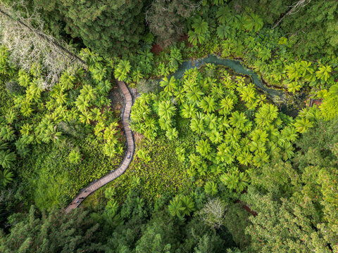 Aerial view of Whakarewarewa Forest Park featuring a winding wooden boardwalk through lush native ferns and towering redwood trees in Rotorua, Bay of Plenty Region, New Zealand.