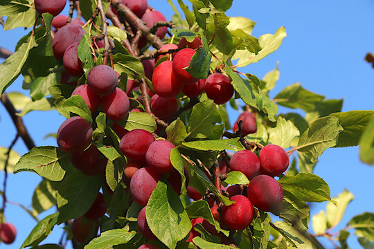 Ripe plums on tree branches in a sunny autumn garden. Harvesting at a country house, the beauty and gifts of nature, the concept of natural nutrition, a natural banner with fruit trees,