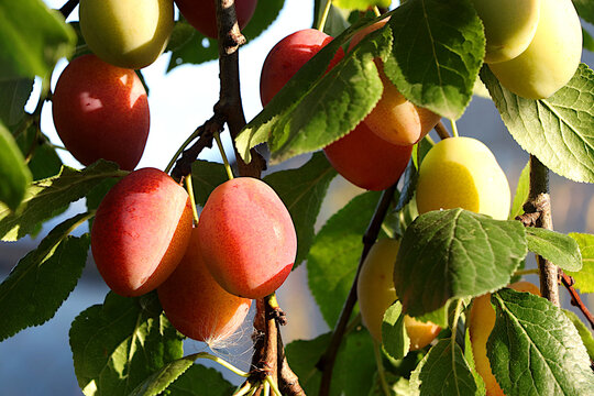 Ripe plums on tree branches in a sunny autumn garden. Harvesting at a country house, the beauty and gifts of nature, the concept of natural nutrition, a natural banner with fruit trees,