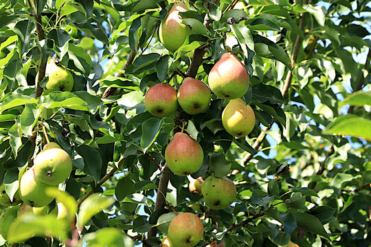 Ripe pears in a sunny autumn orchard on tree branches. Harvesting at a country house, the beauty and gifts of nature, a natural nutrition concept, natural banner with fruit trees, selective focus