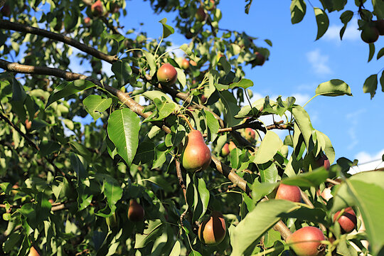 Ripe pears in a sunny autumn orchard on tree branches. Harvesting at a country house, the beauty and gifts of nature, a natural nutrition concept, natural banner with fruit trees, selective focus