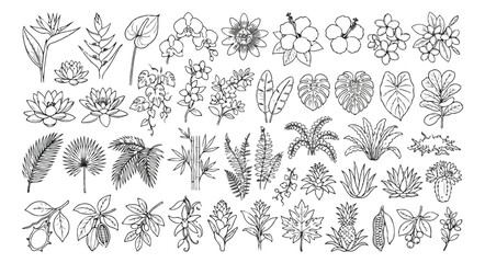 Fototapeta premium Tropical botanical line art collection, hand drawn exotic flowers and jungle leaves set, floral vector illustrations for coloring