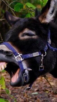 A donkey wearing a blue halter opens its mouth wide in a video