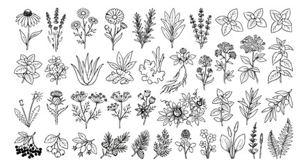 Fototapeta premium Hand drawn botanical herbs and medicinal plants, 40 line art floral icons, minimalist black and white garden greenery vector set