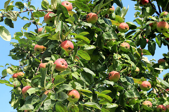 Ripe apples on tree branches in a sunny autumn orchard. Harvesting at a country house, the beauty and gifts of nature, the concept of natural nutrition, a natural banner with fruit trees,