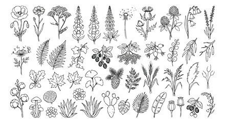 Fototapeta premium Vintage botanical line art collection, hand drawn wildflower and leaf vector set, black and white floral sketches for wedding invitations